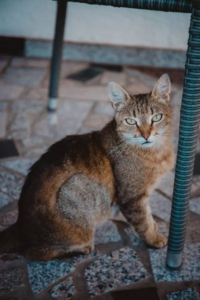 Siyah Bir Sandalyenin Altında Oturan Kahverengi Bir Kedi — Stok fotoğraf