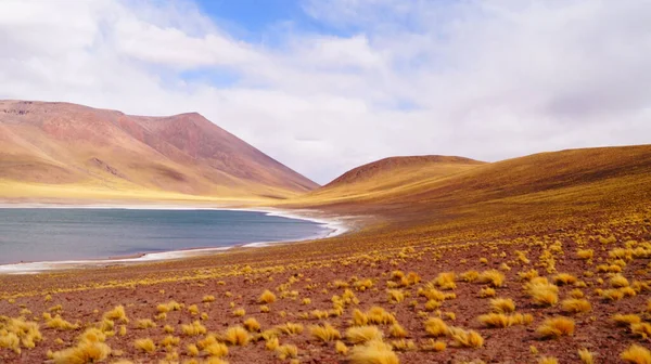 San Pedro Atacama Şili Deki Cerro Miscanti Yanardağının Eteğindeki Miniques — Stok fotoğraf