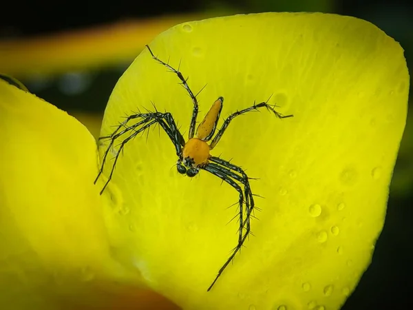 Uma Aranha Oxyopes Salticus Uma Flor Amarela — Fotografia de Stock