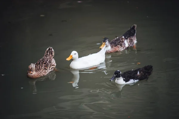 Eine Nahaufnahme Von Enten Verschiedenen Farben Die Tagsüber Wasser Treiben — Stockfoto