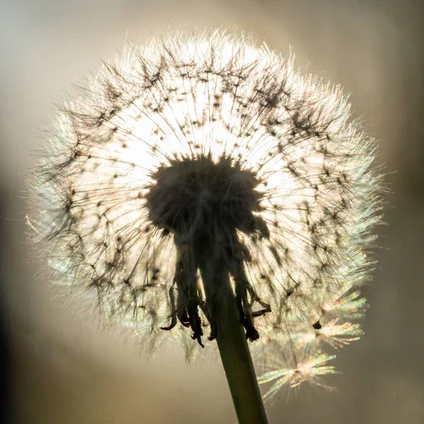 A closeup shot of a dandelion flower covered with sun rays