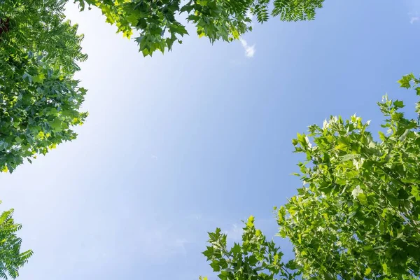 Větve Javoru Čerstvě Zelenými Listy Pod Modrou Oblohou Lese Spodní — Stock fotografie