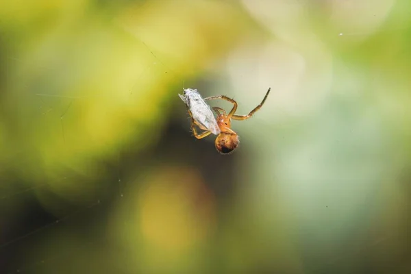 Närbild Vinkelrät Orb Vävare Som Äter Insekt Ett Spindelnät — Stockfoto