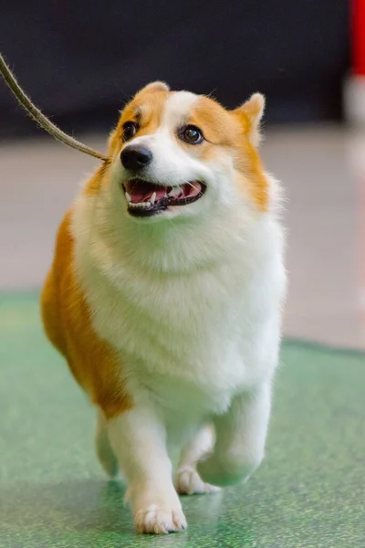 Tiro Vertical Pembroke Welsh Corgi Cão Andando Sobre Trela — Fotografia de Stock