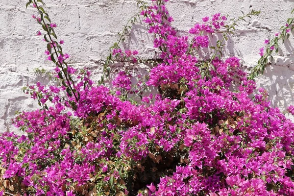 Природные Фиолетовые Цветы Саду Природные Фиолетовые Цветы — стоковое фото