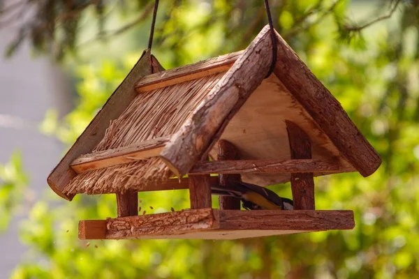 View Cute Great Tit Small Feeder — Stock Photo, Image