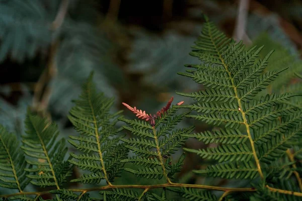 シダの葉の選択的な焦点ショット — ストック写真
