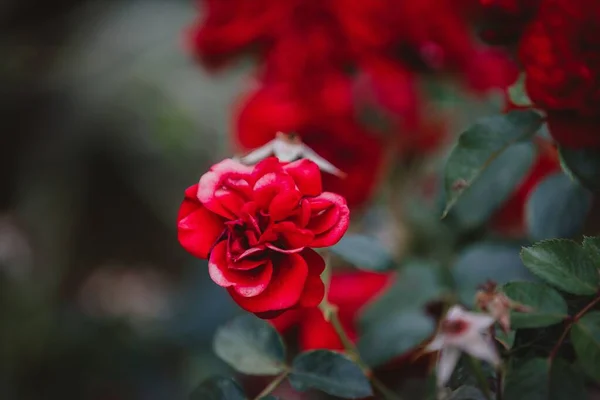 Gros Plan Roses Rouges Fleurissant Dans Jardin — Photo