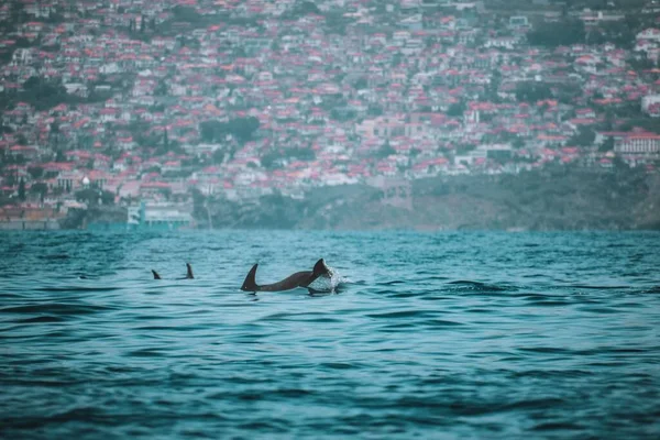 Дельфины Спинные Плавники Воде Прибрежными Зданиями Мадерии Заднем Плане — стоковое фото
