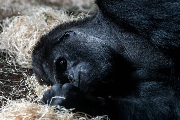 A closeup shot of a black gorilla sleeping on straws
