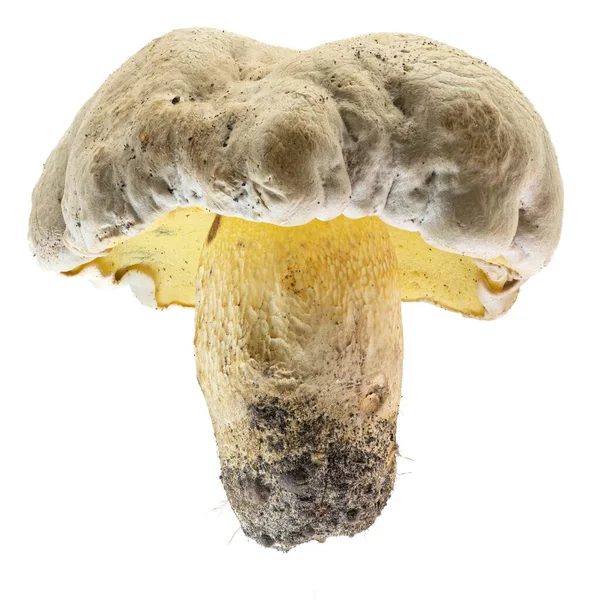 Närbild Bultande Bolete Caloboletus Radikaler Vit Bakgrund — Stockfoto