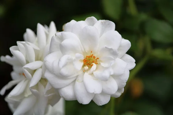Una Flor Blanca Con Hermosos Pétalos —  Fotos de Stock