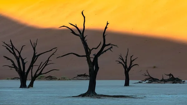 ナミビア ナミブ砂漠 死の谷の死んだアカシア 背景にある赤い砂丘 — ストック写真