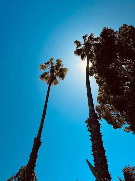 蓝天背景的高大棕榈树的轮廓 — 图库照片