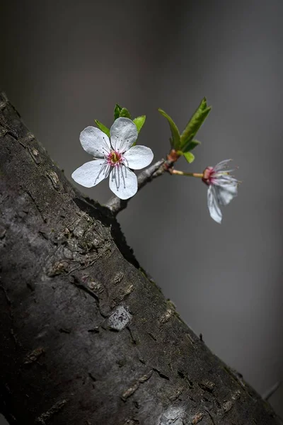 Ein Vertikaler Schuss Einer Blühenden Kirschblume Blühte Auf Einem Baumzweig — Stockfoto