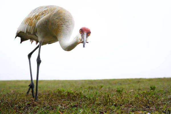 Low Angle View Sandhill Crane Wet Field Holding Insect Rain — Stock Photo, Image
