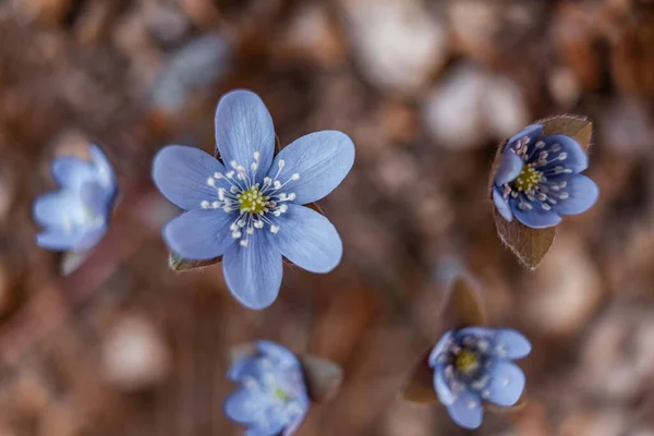 Eine Nahaufnahme Mit Flachem Fokus Von Blühenden Blauen Leberblümchen Mit — Stockfoto
