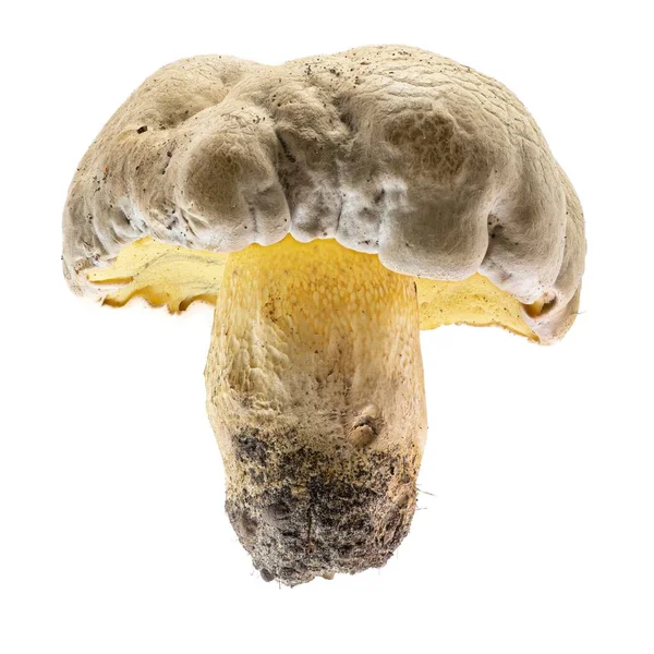 Närbild Bultande Bolete Caloboletus Radikaler Vit Bakgrund — Stockfoto