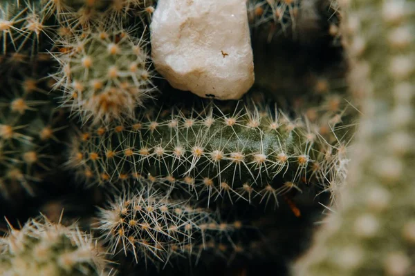 Zbliżenie Zdjęcie Małego Kaktusa Austrocactus — Zdjęcie stockowe