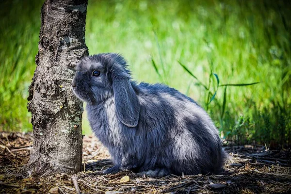 Cute Gray Giant Bunny Standing Next Tree Trunk Grass Background — Stock Photo, Image