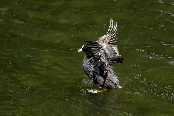 ユーラシアのクートは湖の上を水の中の芝生で飛ぶ — ストック写真
