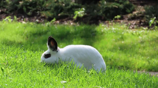 Parkta Zıplayan Bir Tavşan — Stok fotoğraf