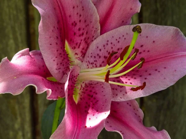 花园里的一个粉红的观星人Lily — 图库照片