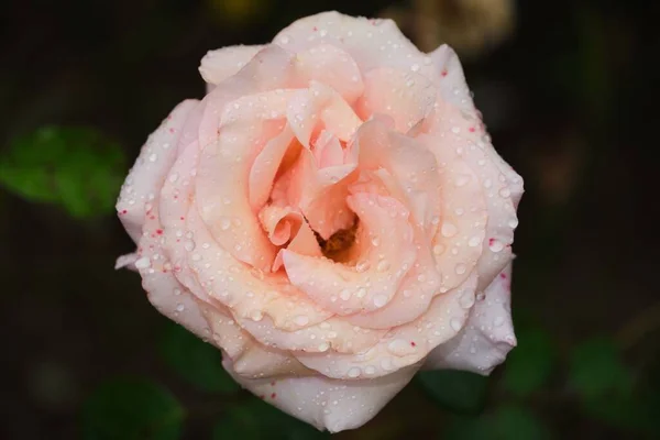 Une Rose Rose Dans Jardin — Photo