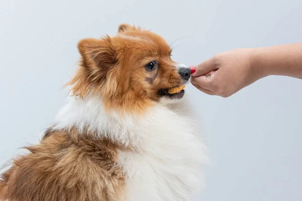 Closeup Adorable Spitz Dog Eating Treat Person Hand White Background — Stock Photo, Image