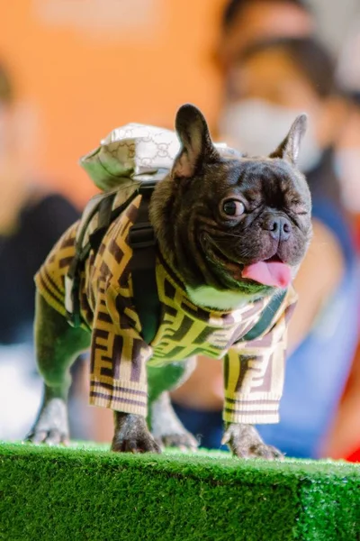 Vertical Shot Beautiful One Eye Pug Dog Wearing Costume Dog — Stock Photo, Image