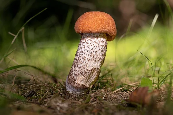 Свежий Красношапочный Стебельный Гриб Leccinum Aurantiacum — стоковое фото