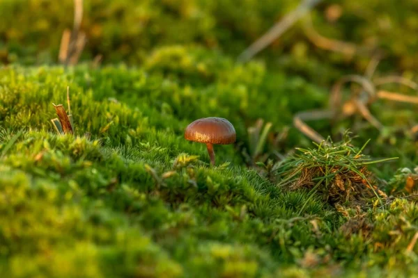 Close Cogumelo Psilocybe Crescendo Musgo Verde — Fotografia de Stock