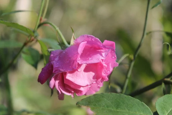 Ένα Κοντινό Πλάνο Του Νερού Dews Ένα Ροζ Τριαντάφυλλο Λουλούδι — Φωτογραφία Αρχείου
