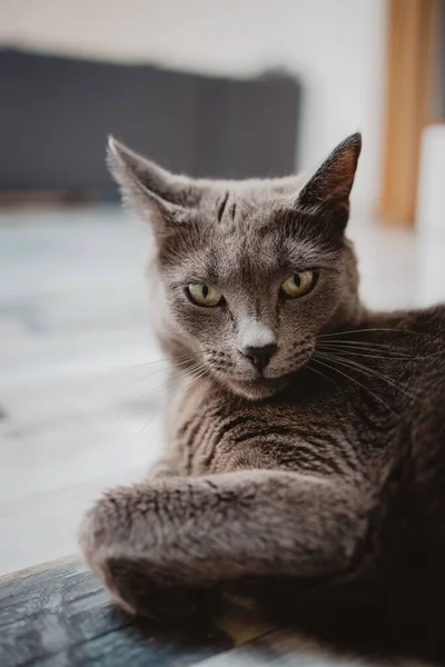 Yerde Yatan Tembel Bir Kara Kedi — Stok fotoğraf