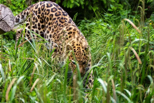 Крупним Планом Знімок Ягуара Дикій Природі Йде Полювання Ховається Траві — стокове фото