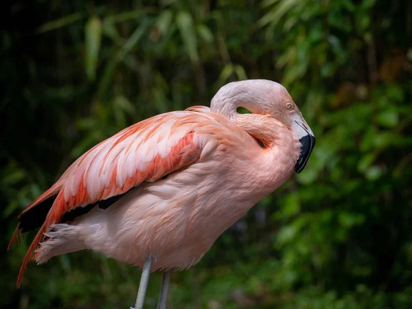 Een Prachtige Roze Flamingo Plukken Zijn Verenkleed — Stockfoto