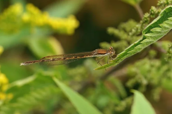 Detailed Closeup Female Common Winter Damselfly Sympecma Fusca Sitting Vegetation — Stock Photo, Image