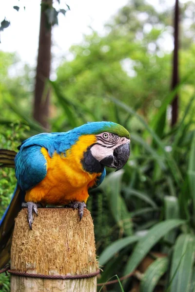 Vertical Shot Colorful Macaw Parrot Perched Old Tree Stump Tropical — Stock Photo, Image