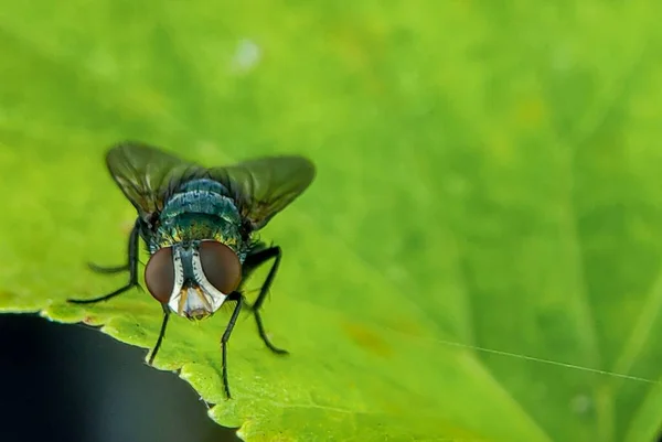 Oriental Latrine Fly Chrysomya Megacephala Green Leaf — Stock Photo, Image
