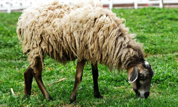 晴れた日には牧草地で羊の放牧 — ストック写真