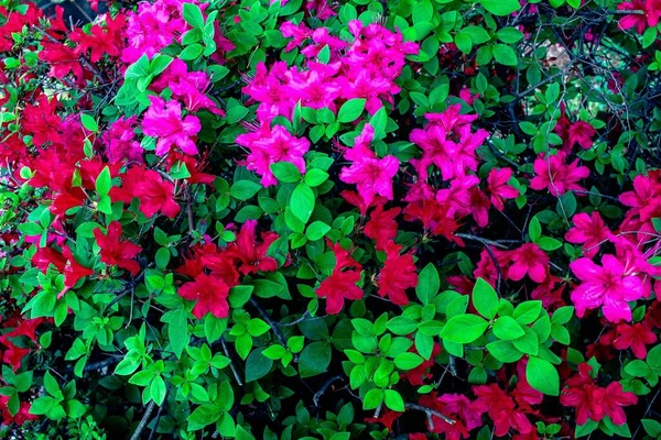 Tavasszal Virágzó Virágok — Stock Fotó