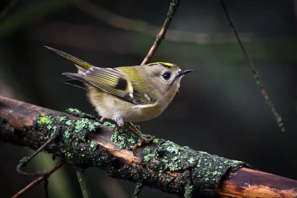 A macro of a Goldcrest bird on a tree branch