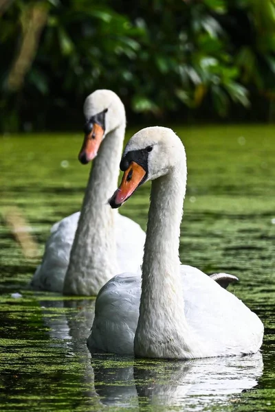 Ett Par Vita Svan Vadar Ett Kärr — Stockfoto