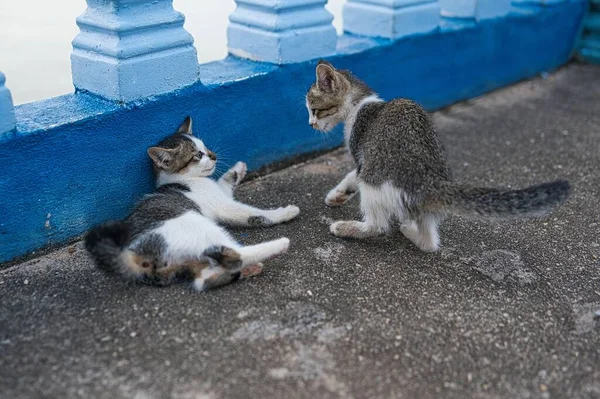 Dua Anak Kucing Kecil Bermain Berkelahi Satu Sama Lain Luar — Stok Foto