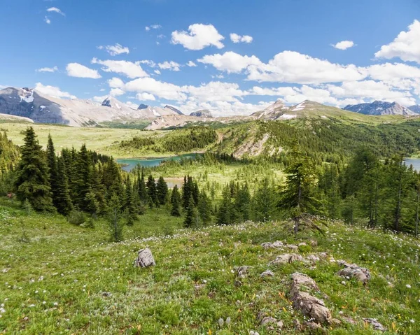 Alberta Kanada Çamlı Güzel Bir Manzara — Stok fotoğraf