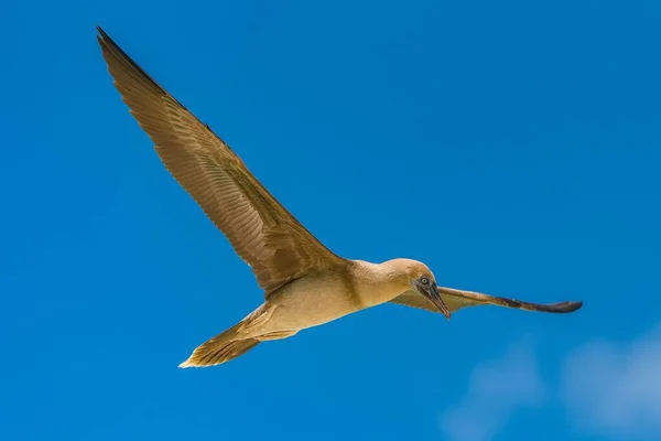 Bruin Booby Grappige Exotische Vogel Met Het Vliegen Frans Polynesië — Stockfoto