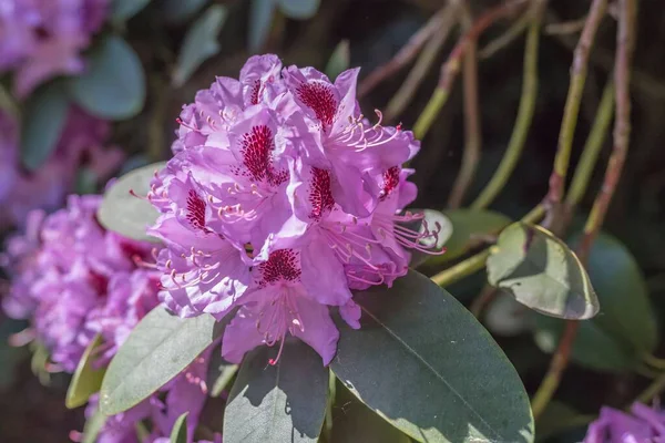 Селективный Снимок Фиолетового Цветка Рододендрона Саду — стоковое фото