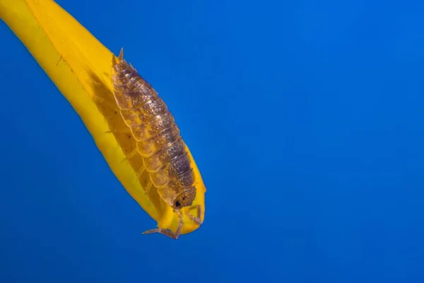 Makroaufnahme Eines Groben Sauenkäfers Auf Einer Gelben Pflanze Mit Blauem — Stockfoto