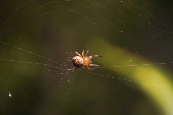 Close Orbe Tecelão Angulado Uma Teia Aranha — Fotografia de Stock