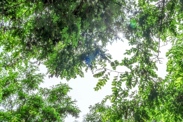 Egy Alacsony Szögű Lövés Faágak Zöld Levelek Ellen Égen — Stock Fotó